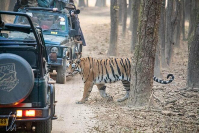 Sawai Madhopur: Ranthambore Guided Safari Trip - Highlights of the Safari