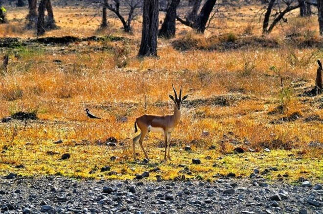 Sawai Madhopur: Ranthambore Guided Safari Trip - Languages Spoken by the Tour Guide