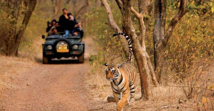 Sawai Madhopur : Ranthambore Guided Safari Trip - Experience Highlights
