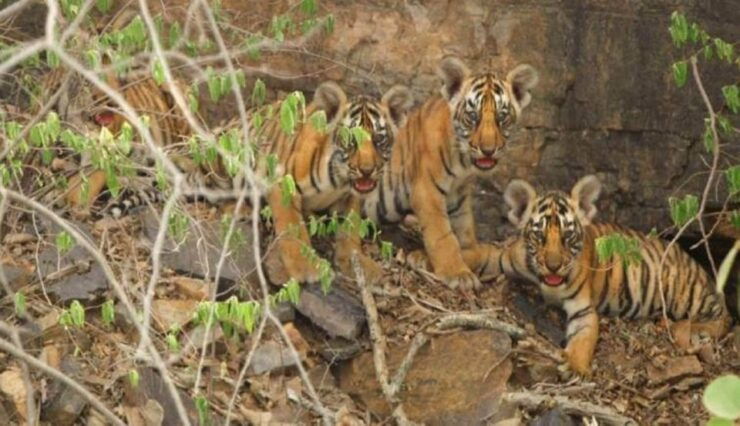 Sawai Madhopur : Ranthambore Guided Safari Trip - Trip Details