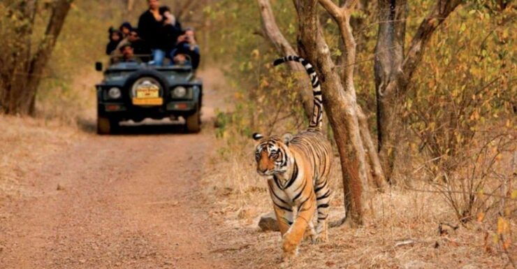 Sawai Madhopur : Ranthambore Guided Safari Trip - Activity Highlights