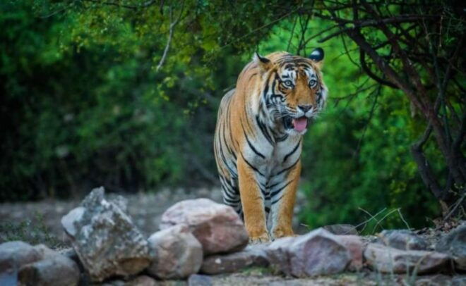 Sawai Madhopur : Ranthambore Guided Safari Trip - Itinerary