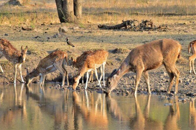 Sawai Madhopur: Ranthambore Guided Safari Trip - Full Description of the Safari