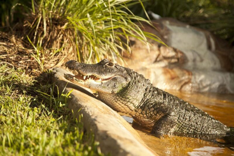 Sawgrass Park: Private 1-Hour Airboat Adventure Tour - Good To Know