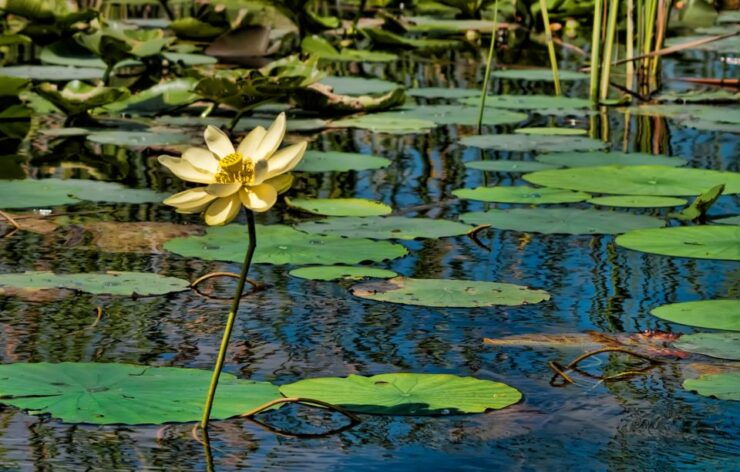Sawgrass Park: Private 1-Hour Airboat Adventure Tour - Activity Details