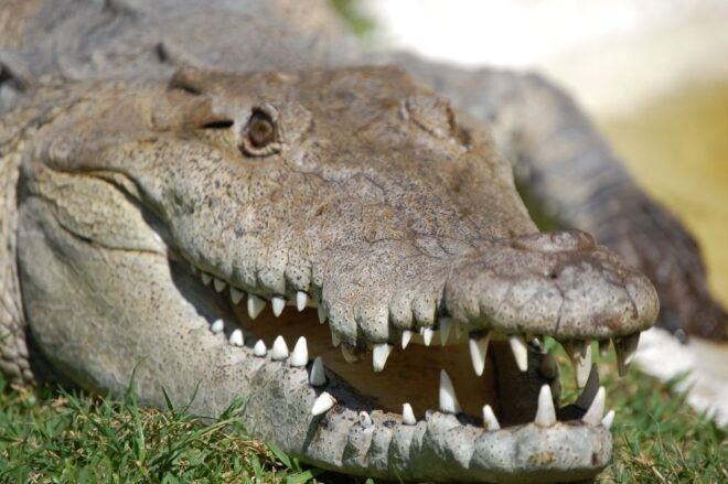 Sawgrass Park: Private 1-Hour Airboat Adventure Tour - Booking and Pricing