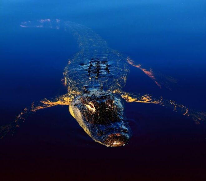 Sawgrass Park: Private 1-Hour Airboat Adventure Tour - Customer Reviews
