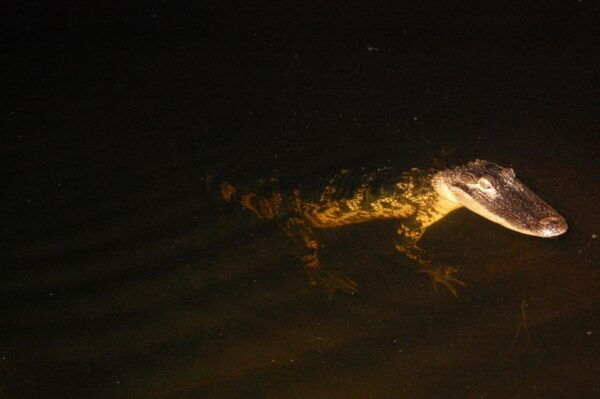 Sawgrass Park: Private 1-Hour Airboat Adventure Tour - Wildlife Sightings