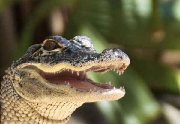 Sawgrass Park: Private 1-Hour Airboat Adventure Tour - Tour Highlights