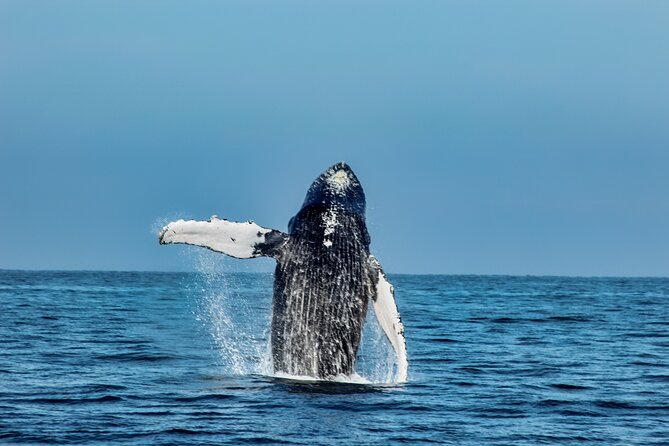 Sayulita Half Day Private All Inclusive Yacht Cruise  - Pacific Coast - Traveler Photos