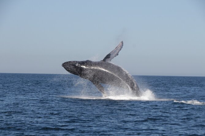 Sayulita Half Day Private All Inclusive Yacht Cruise  - Pacific Coast - How to Prepare for the Yacht Cruise