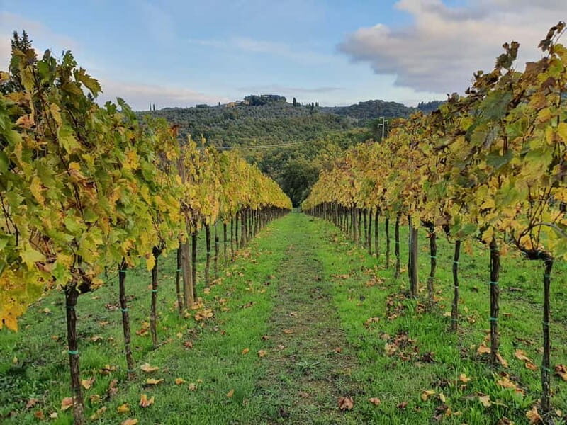 Scandicci: Bellavista Wine Tasting Experience - Exploring the Bellavista Wine Tasting Experience in Tuscany