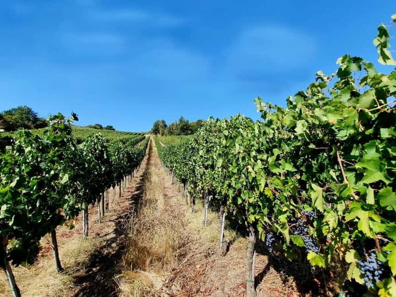 Scandicci: Bellavista Wine Tasting Experience - Good To Know