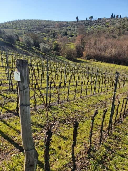 Scandicci: Bellavista Wine Tasting Experience - The Experience Provider and Booking Details