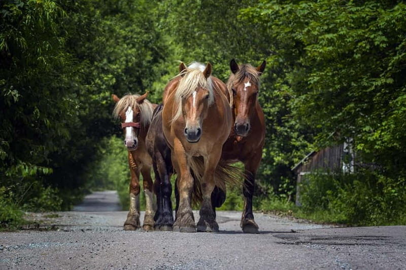 Scarisoara-World greatest Ice cave: one day tour from Oradea - Practical Details and What to Expect