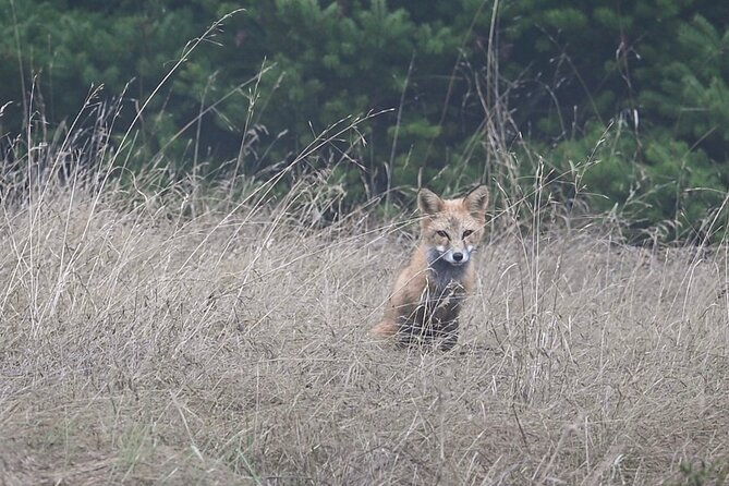 Scenic Coast and Wildlife Tour - FAQ