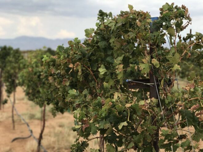 Scenic Desert Wine, Distillery Tastings/Brewery/RT66 & Lunch - Distillery Tastings and Lunch