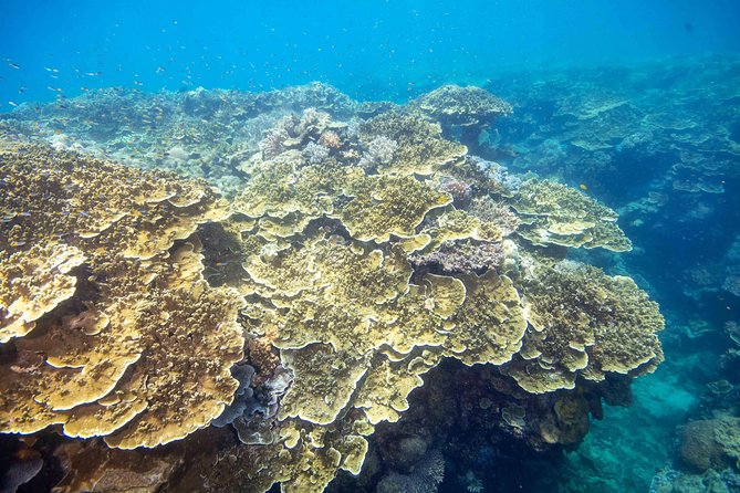 Scenic Helicopter Flight to Moore Reef and Return Snorkeling Cruise From Cairns - Reviews