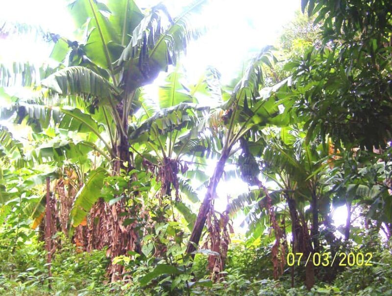 Scenic Rainforest Hike & Snacks - An In-Depth Look at the Tour Experience