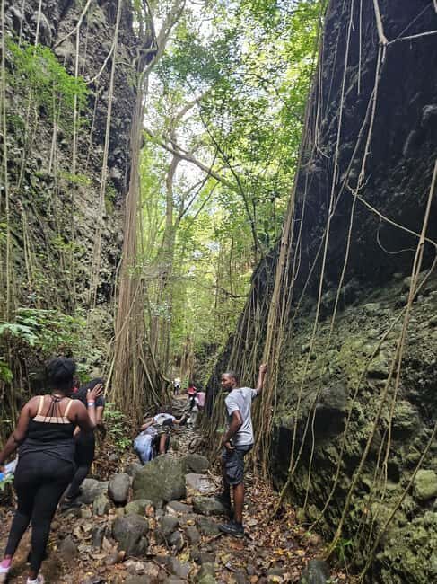 Scenic Rainforest Hike & Snacks - Who Will Love This Tour?