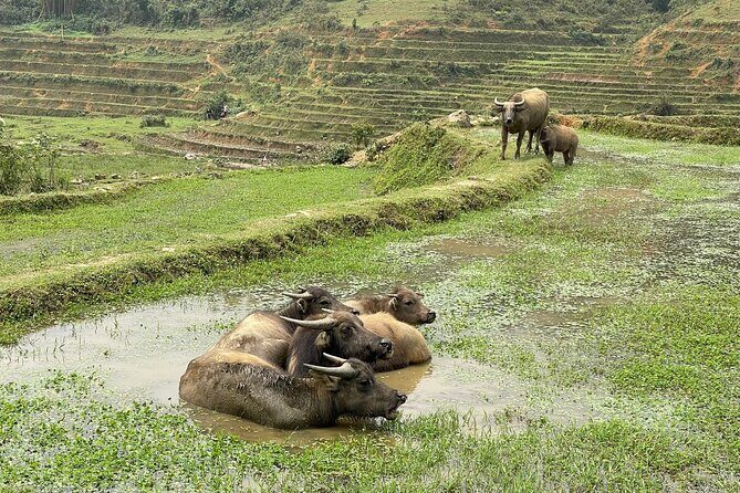 Scenic Sapa Trek: Explore Rice Terraces, Ethnic Minority Villages - FAQ