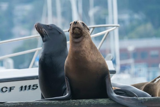 Scenic Sausalito Kayak Tour: Beginners Welcome - Inclusions and Tour Size