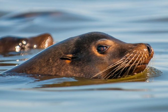 Scenic Sausalito Kayak Tour: Beginners Welcome - Common Questions