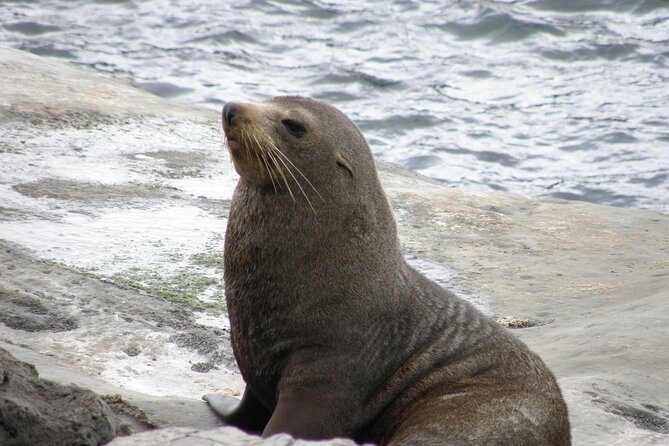 Scenic South Wairarapa Full Day Tour From Wellington - Cancellation Policy