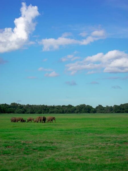 Scenic Sri Lanka 4-Day Tour - Frequently Asked Questions