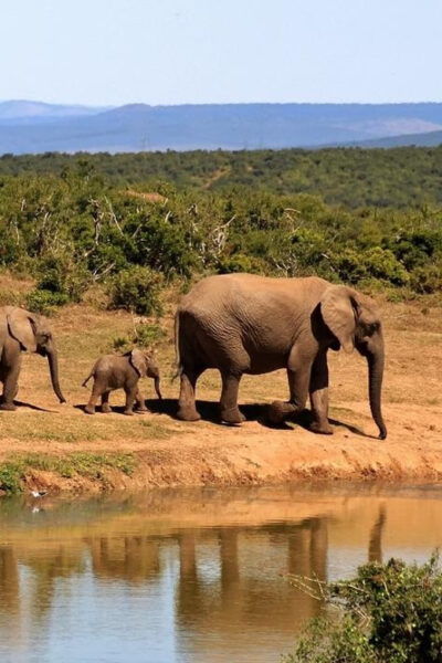 Scenic Sri Lanka 5 Days Tour - Booking Information and Policies