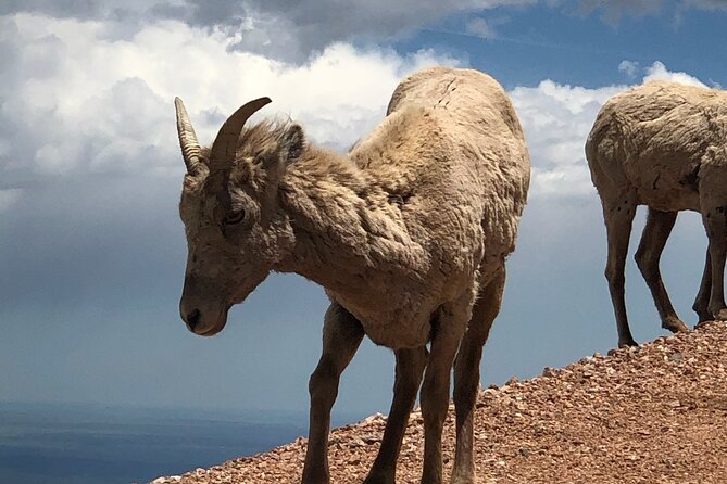Scenic Tour of the Pikes Peak Highway (November Thru April) - Safety Tips