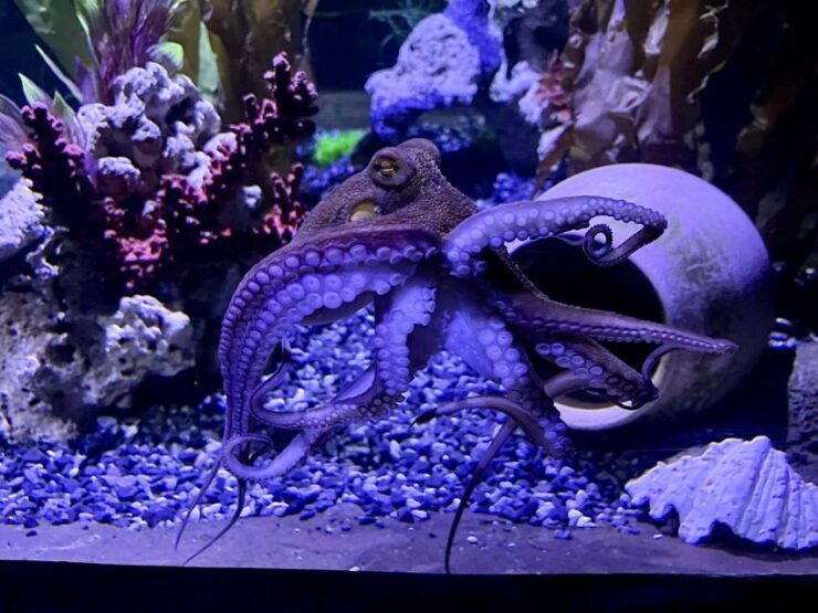 Scheveningen, The Hague: Sea Life Entry Ticket - Experience Highlights