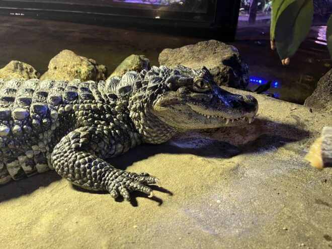 Scheveningen, The Hague: Sea Life Entry Ticket - Additional Information