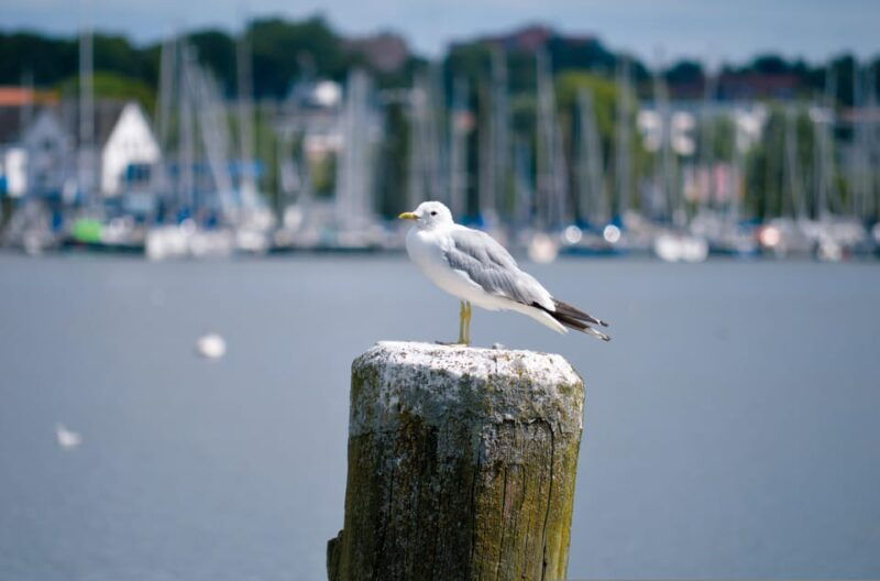 Schleswig: Highlights tour (cathedral, old town, Holm, city harbor) - Who Will Appreciate This Tour?