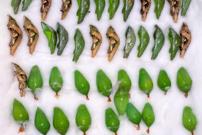 Schmetterlinghaus - Imperial Butterfly House Vienna Admission Ticket - Convenient Location in Vienna