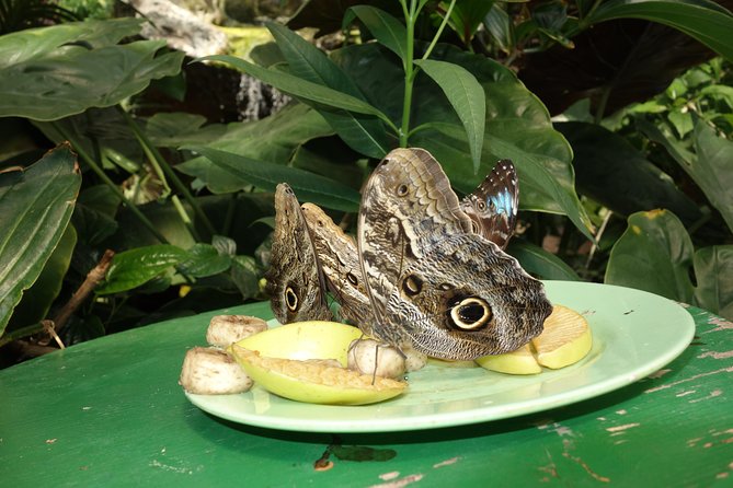 Schmetterlinghaus - Imperial Butterfly House Vienna Admission Ticket - Perfect for All Ages