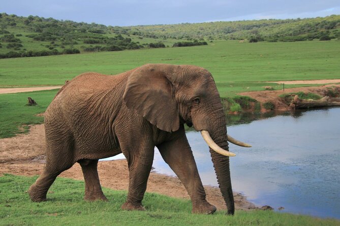 Schotia Big 5 Safari Port Elizabeth (Optional Accommodation) - Common Questions
