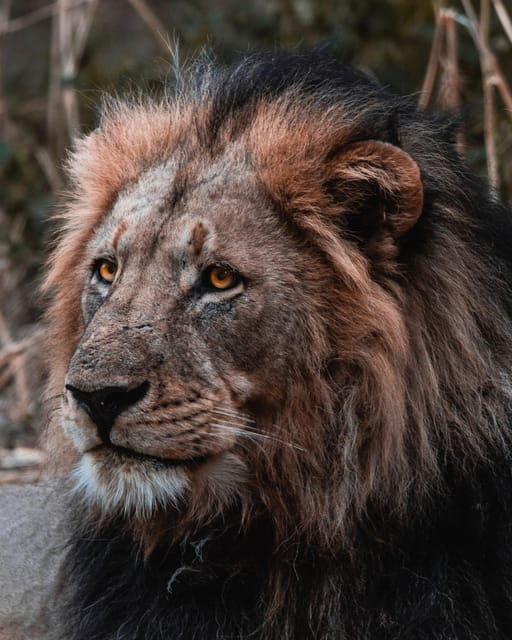 Schotia Private Game Reserve Safari - Final Thoughts: Is It Worth It?