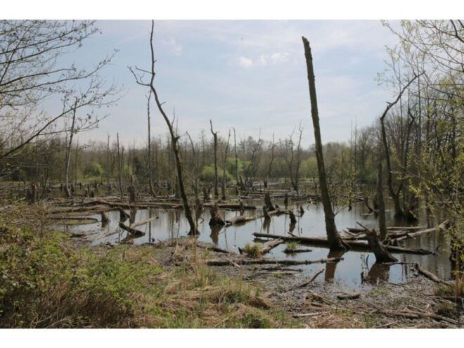 Schwalmtal: Brüggen Lakeside Segway Tour - The Sum Up