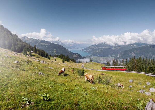 Schynige Platte - Top of Swiss Tradition Ticket - Customer Feedback Summary