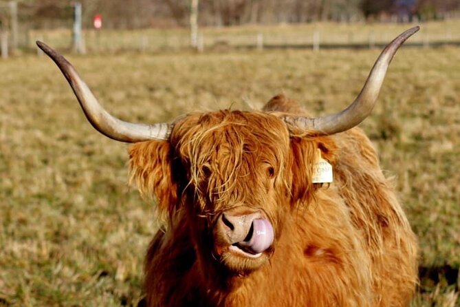 Scotland Lochs & Glens Day Tour - Pricing and Booking Information
