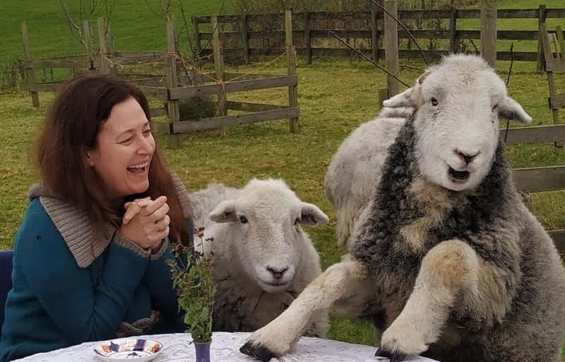 Scotland: Relaxation Retreat with Naughty Sheep - What to Expect from this Scottish Sheep Retreat