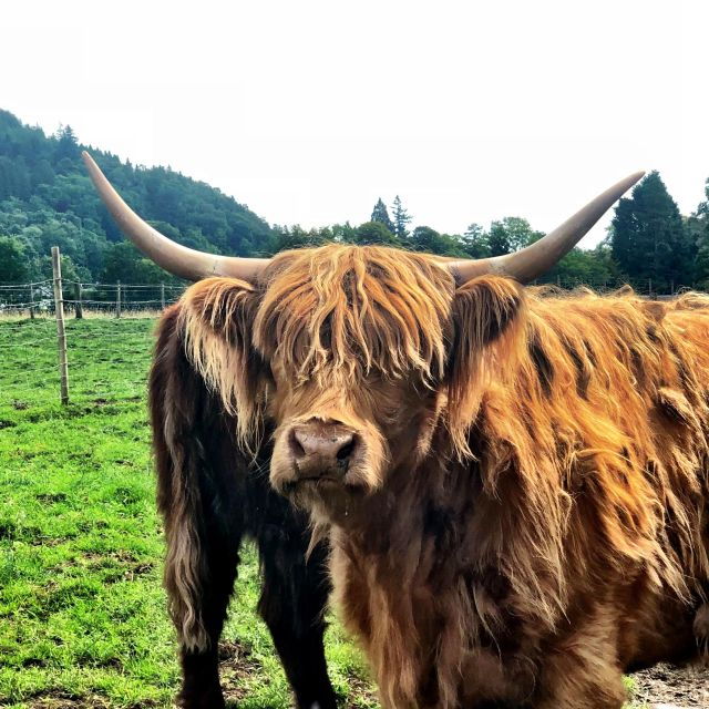 Scottish Highlands and Battle of Culloden - Unforgettable Culloden Battlefield Experience