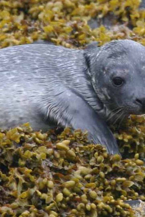 Scottish Highlands: Isle of Skye Glass-Bottom Boat Tour - Wildlife and Conservation