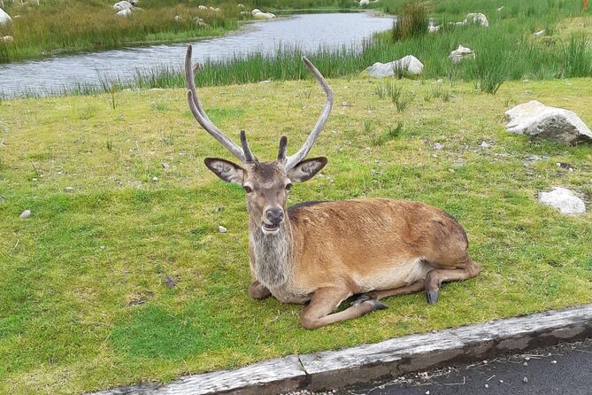 Scottish Highlands Small-Group Tour From Inverness W/ Glencoe - Tour Overview and Highlights