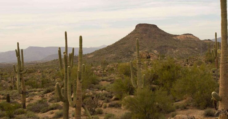 Scottsdale: Half-Day Sonoran Desert Hiking Tour - Tour Details