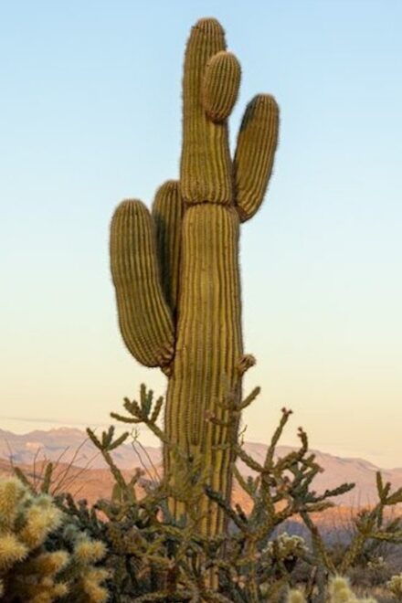 Scottsdale: McDowell Sonoran Preserve Hiking Tour - Experience Description