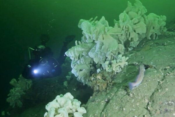 Scuba Boat Dive Certified Diver - Includes Wetsuit Equipment - Frequently Asked Questions