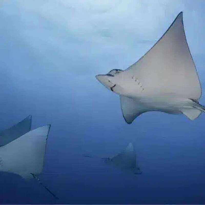 Scuba Cozumel: Experience from Boat, for Certified Divers - An In-Depth Look at the Cozumel Certified Diver Tour