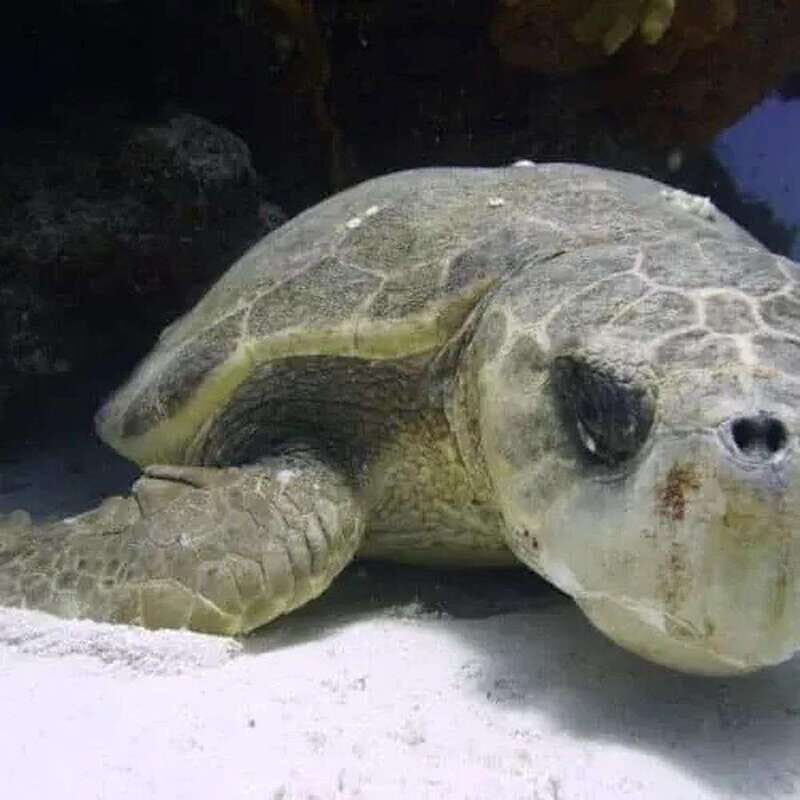 Scuba Cozumel: Experience from Boat, for Certified Divers - The Dives: What Makes Them Special?